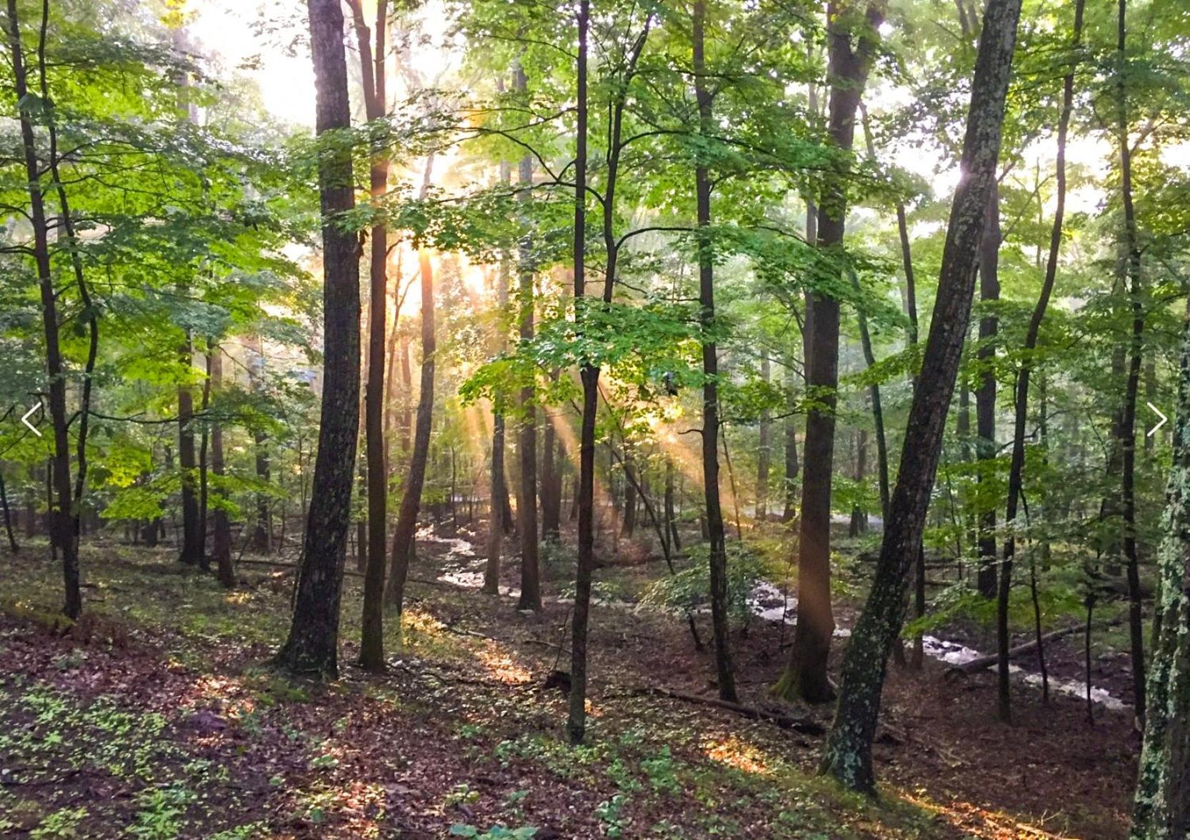 Huge Cabin W Hot Tub, Deck, Grill, Fire Pit, Wifi Berkeley Springs Exteriér fotografie